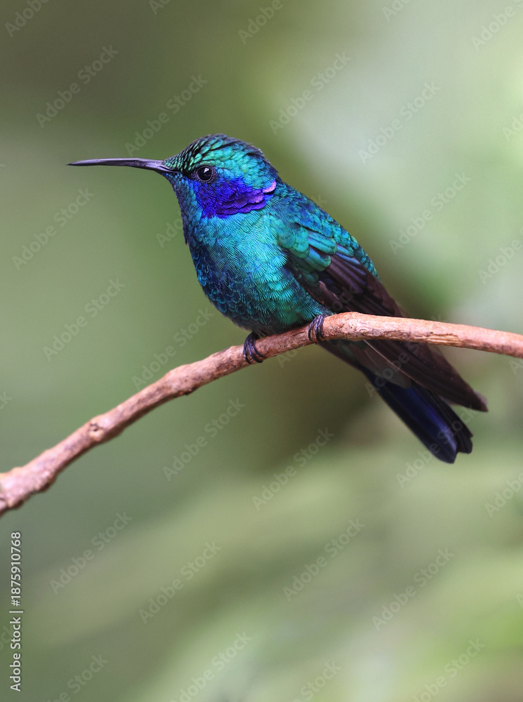 Fototapeta premium Lesser Violetear Hummingbird female perched on a branch in the forest, Costa Rica