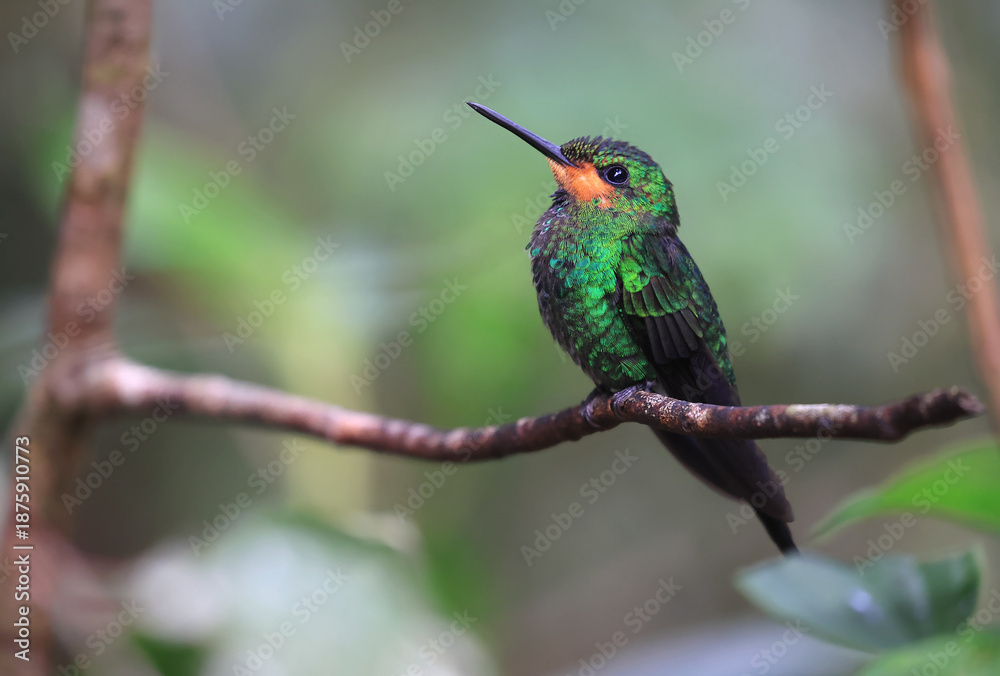 Fototapeta premium Green Crowned Brilliant Hummingbird female perched on a branch in the forest, Costa Rica