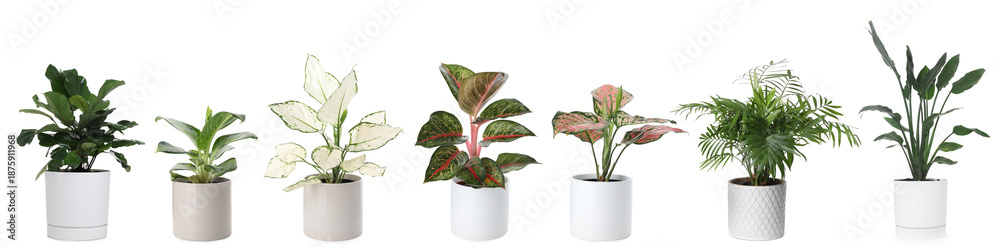 Fototapeta premium Lush green house plants in pots isolated on white, set
