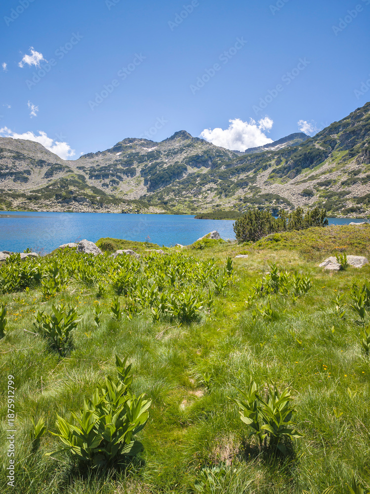 Fototapeta premium Pirin Mountain near Popovo Lake, Bulgaria