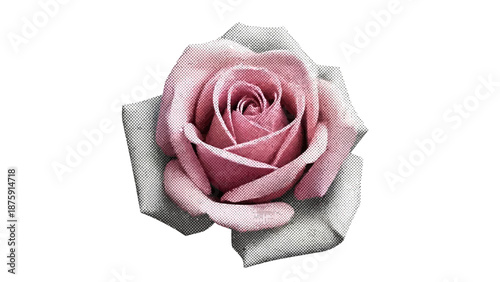 Detailed close-up of a rose with halftone effect, conveying a vintage or artistic aesthetic