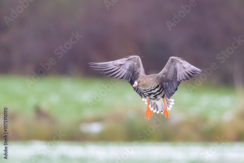 Wallpaper Mural Blaessgans Anser albifrons white fronted goose Torontodigital.ca