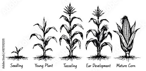 Hand drawn line art corn plant lifecycle stages set featuring plant development from seedling to mature ear for agriculture and education