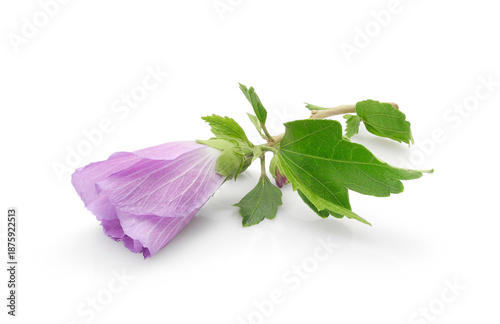 Lilac hibiscus syriacus or rose mallow flower with leaves isolated on white background