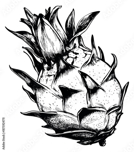 Hand drawn line art illustration of dragon fruit depicting its spiky texture for healthy eating designs