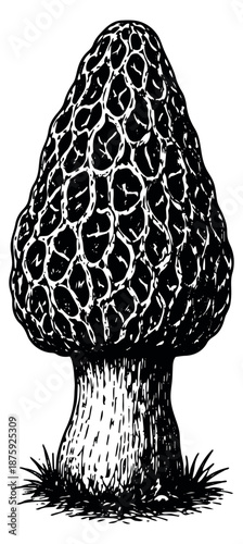 Hand drawn illustration of a morel mushroom depicting a detailed edible fungus for culinary and nature themes