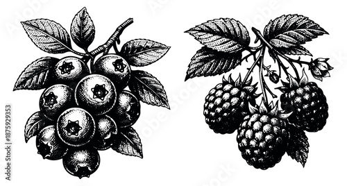 Vintage hand drawn line art berry illustrations set featuring blueberries and raspberries for food and beverage designs
