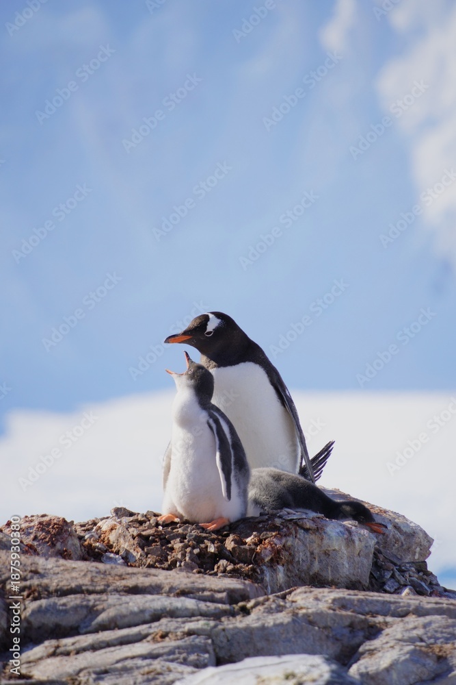 Obraz premium Gentoo Penguin with chicks