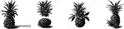 Vintage Pineapple Engraving Set Detailed Texture Leaves Black Ink vector Illustration