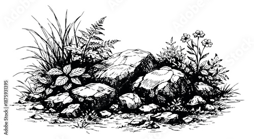 Hand drawn line art illustration of a rocky landscape depicting natural plants and flowers for outdoor design elements