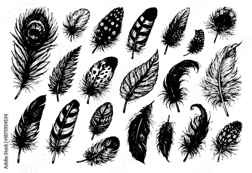 Hand drawn line art feather set featuring various natural patterns and textures for creative decoration