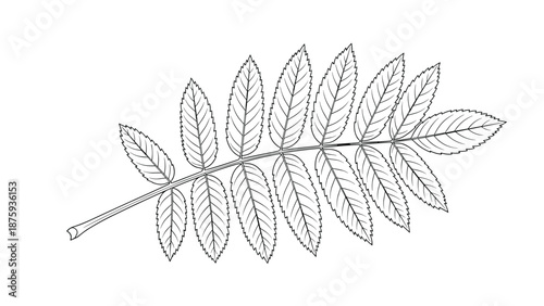Elegant black and white line art of a rowan leaf shows multiple small leaflets along a central stem in high detail.