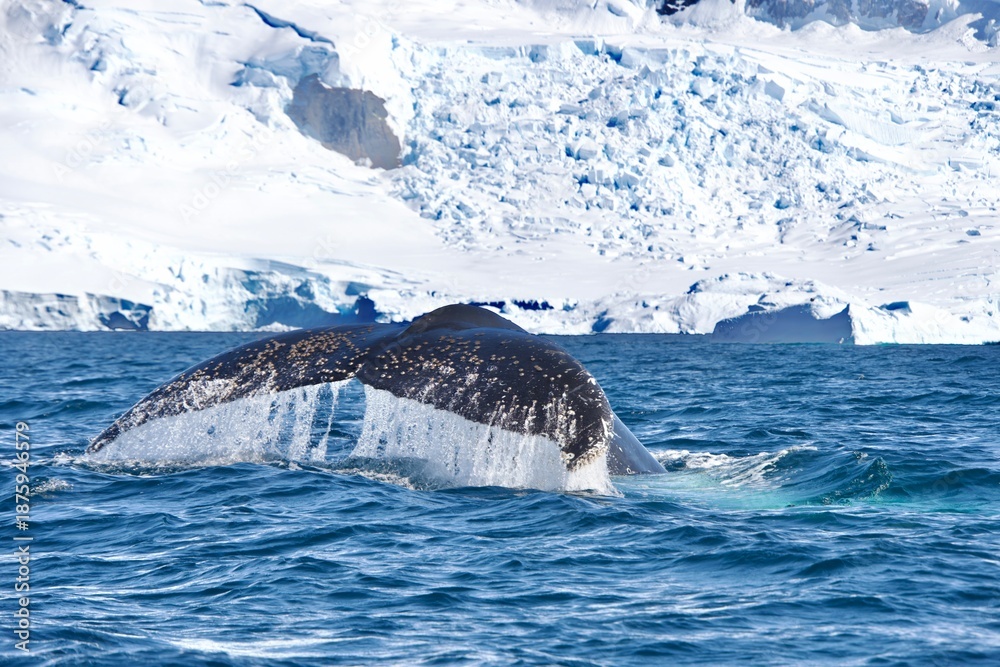 Fototapeta premium Tail fin of a diving humpback whale in Antarctica