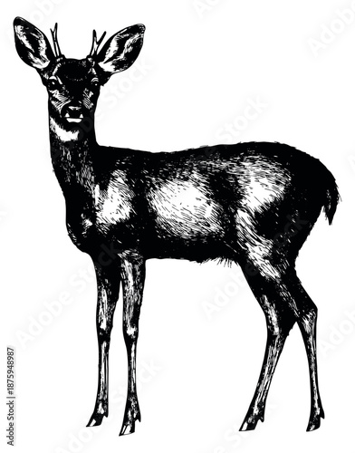 Engraved line art illustration of a roe deer depicting standing for nature and wildlife