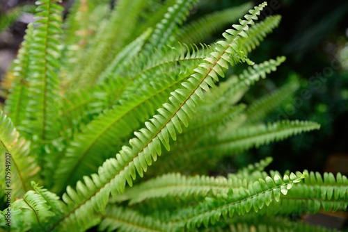 Close up of Boston fern fronds Nephrolepis exaltata evergreen fern species from the Nephrolepidaceae family native to the Americas