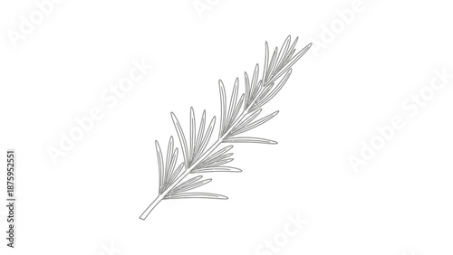 Detailed illustration of a single rosemary herb sprig with needle-like leaves.