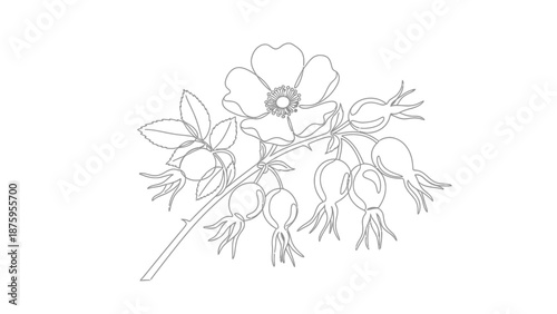Black and white line drawing of a flowering branch with buds and blossoms.