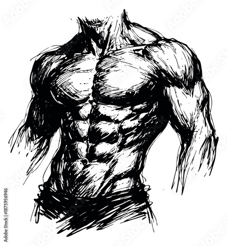 Hand drawn line art illustration of a muscular male torso depicting a strong physique for fitness