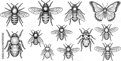 A collection of detailed black and white illustrations depicting different types of bees and a butterfly