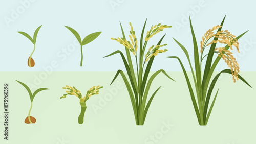 Rice plant growth stages from seed to mature flowering plant.