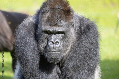 Foto Gorilla silverback looking directly at the viewer