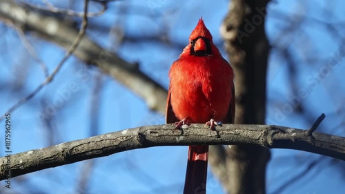 Colorful northern cardinal red bird perched against blurry blue-sky background. 
