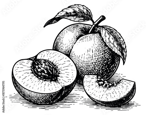 Hand drawn line art fruit set featuring whole, half, and sliced peaches for healthy eating designs