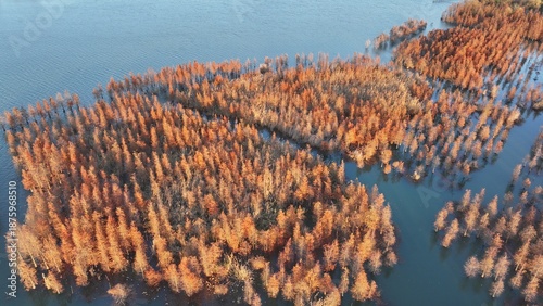 Metasequoia Aquatic Forest Scenic Area, Nanhu Wetland Park, Wuxi, China