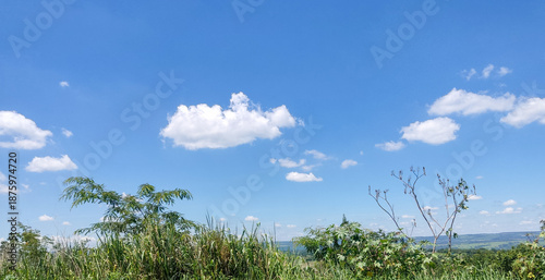 grass and sky