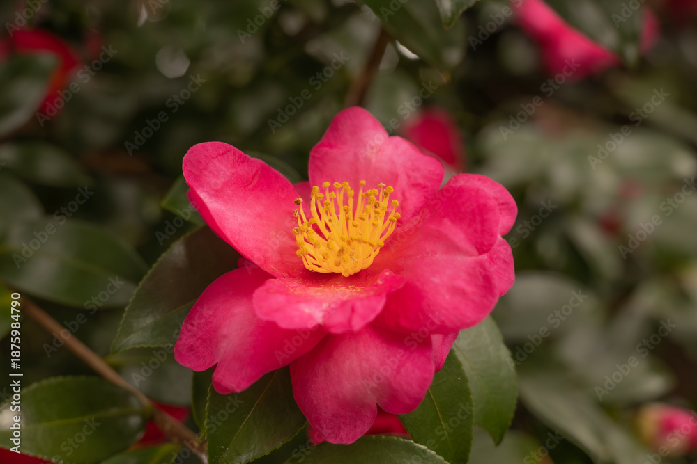 Obraz premium 山茶花