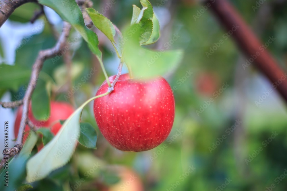 Obraz premium Fresh Red Apple Hanging on a Tree Branch in an Orchard