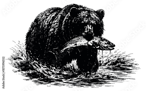 Hand drawn illustration of a bear depicting catching a salmon in water for nature and wildlife themes