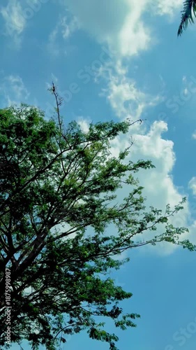 Trees, clouds, and blue sky