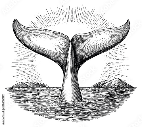 Vintage hand drawn line art illustration of a whale tail depicting it diving into the ocean with rays for ocean concepts