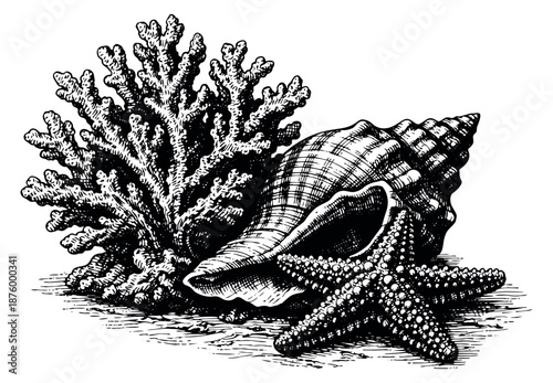 Hand drawn line art sea life set featuring coral, conch shell, and starfish for nautical decoration