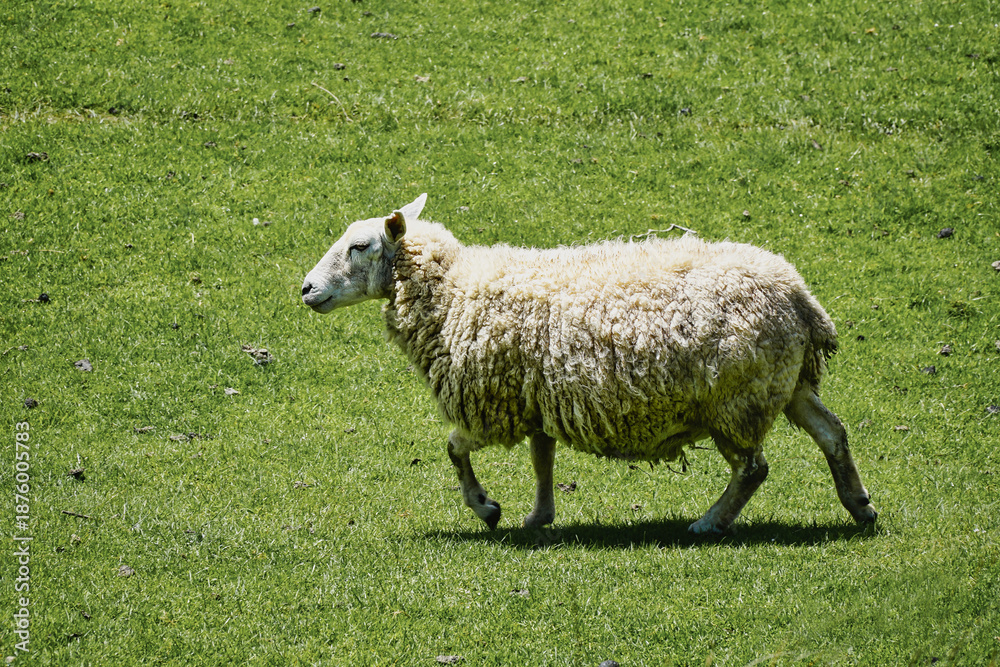 Obraz premium White sheep walking across lush green pasture in open field