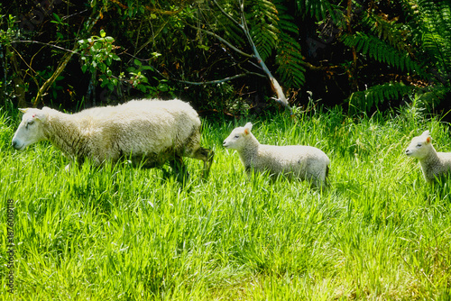 White sheep and lambs walking across lush green pasture in open field