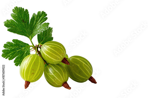 Fresh green gooseberries with leaves on a black background gooseberry fruit