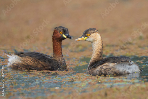 A pair of little grebe in the water
