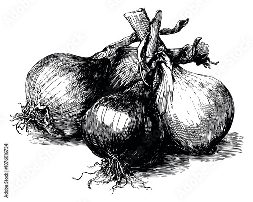 Vintage hand drawn illustration of a group of onions depicting whole raw bulbs for culinary design