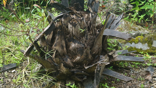 Close up of a dead oil palm tree trunk rot in the garden