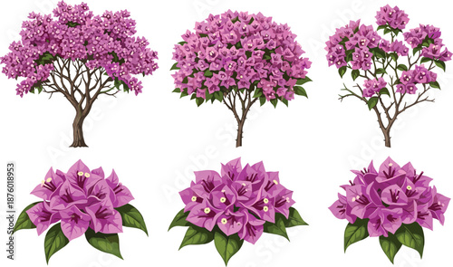 Bougainvillea Plant Vector Set Featuring Purple Flowers, Green Leaves, Tree Shapes, and Floral Clusters for Botanical and Garden Design Themes