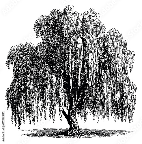 Hand drawn line art illustration of a weeping willow tree depicting its characteristic flowing foliage for nature and garden themes
