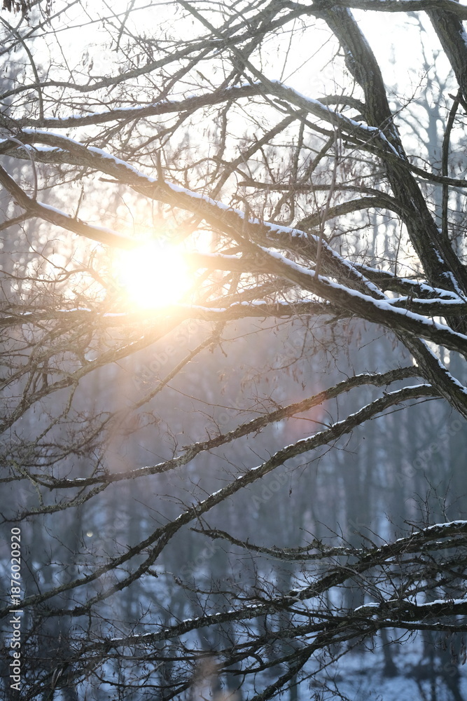 Obraz premium Winter landscape during sunset. Trees covered with snow. Sun rays through the trees