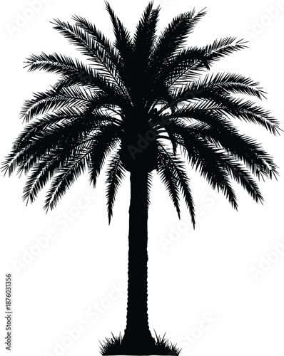 Black palm tree silhouette isolated on white background, tropical date palm vector illustration, exotic nature symbol for summer travel, beach design, botanical graphic use