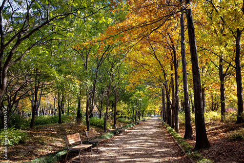 Canvas-taulu Autumn Promenade in Seoul Forest Park Along A Tree-Lined Walkway with Benches in