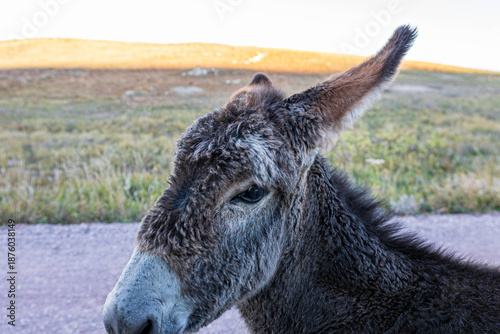 Burro beside the park road at Custer State Park.   