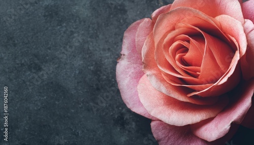 Single salmon colored bloom rests upon a dark textured surface