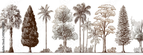 Eine Sammlung von detaillierten Illustrationen verschiedener Bäume und Palmen, isoliert auf weißem Hintergrund.