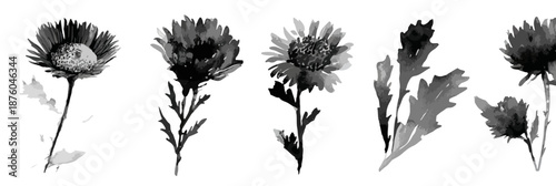 Ilustraciones de flores y hojas en acuarela, estilo artístico, aisladas sobre fondo transparente.